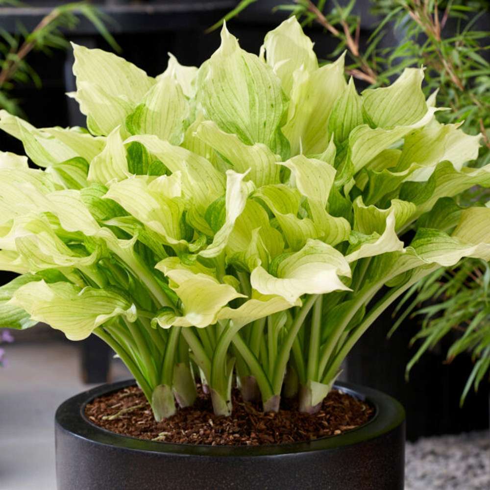 Funkia 'White Feather' XXL